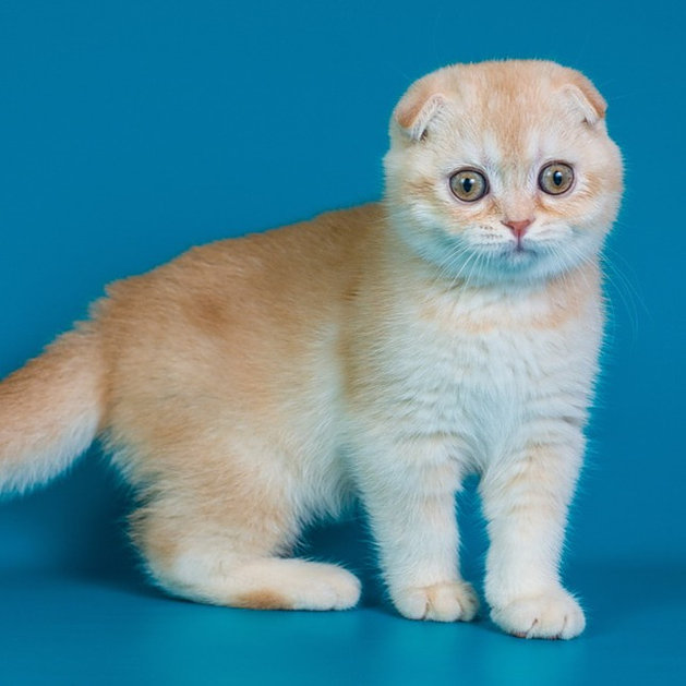 Scottish Fold Kittens – Kissi Kittens Home