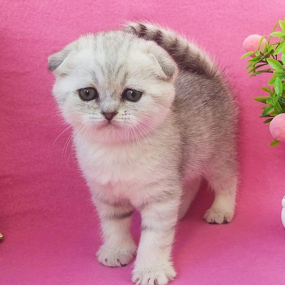 Scottish Fold Kittens – Kissi Kittens Home