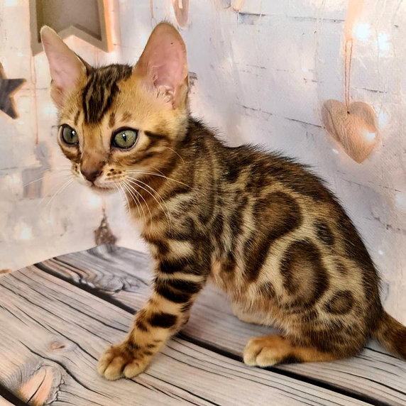 Bengal Kittens – Kissi Kittens Home